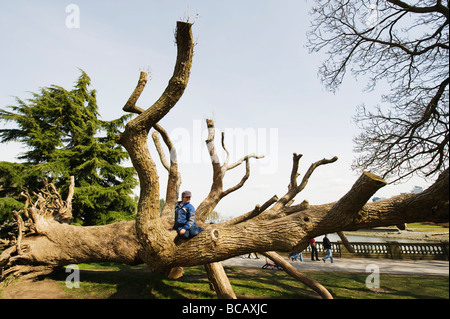 riesigen Baumwurzel im Stanley Park in Vancouver British Columbia Kanada Stockfoto