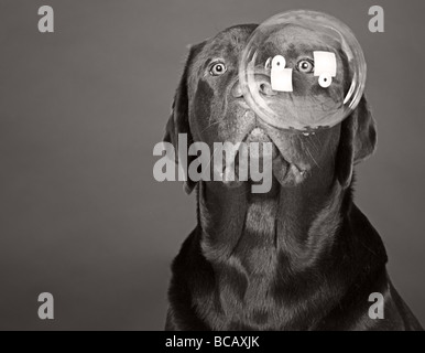 Chocolate Labrador Blick in eine große Blase Stockfoto