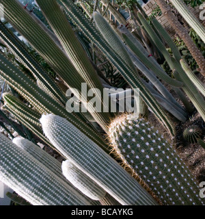 Kaktus - Royal Botanic Gardens, Kew, Richmond, Surrey Stockfoto