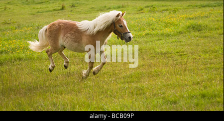 Ein Shetland Pony Galoppieren Stockfoto