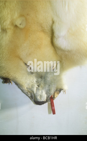 Ein Eisbär getötet durch ein Inuit-Jäger in einer Gerberei auf Shishamref Insel vor Alaska Stockfoto