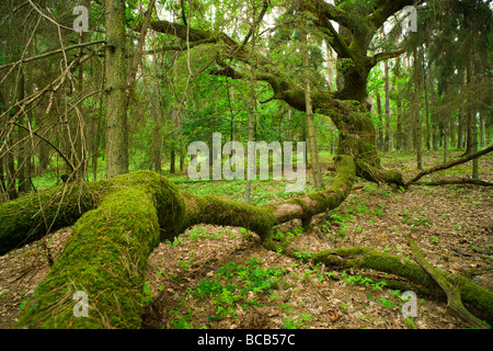 Alter und moosigen Eiche im Wald Masuren Polen aRGB Stockfoto