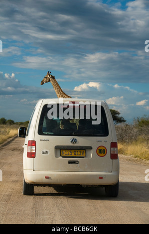 Giraffe (Giraffa Plancius) ragte aus einem Auto im Etosha Nationalpark in Namibia Stockfoto