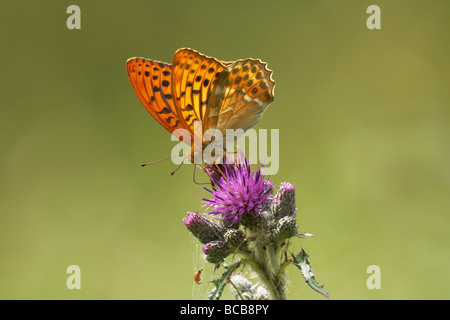 Silber-washed Fritillary Butterfly Nectaring auf Distel Stockfoto