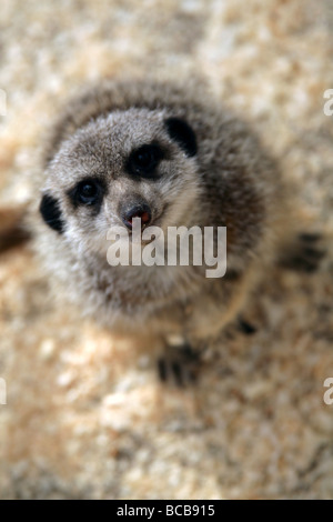 Erdmännchen Wingham Wildpark Stockfoto