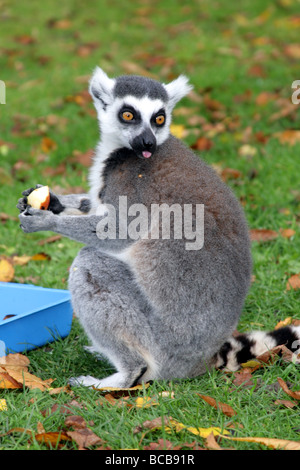 Ring-Tailed Lemur Wingham Wildlife Park in Kent stossen aus seiner Toungue fotografiert Stockfoto