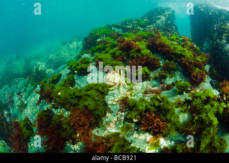 Stachelige Seespinnen Maja Squinado auf Felsen unterhalb Meer Cornwall England UK United Kingdom GB Großbritannien britischen Inseln Europa EU Stockfoto