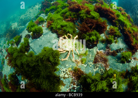 Stachelige Seespinne Maja squinado auf Felsen unter dem Meeresspiegel Cornwall England UK Vereinigtes Königreich GB Großbritannien Britische Inseln Europa Stockfoto