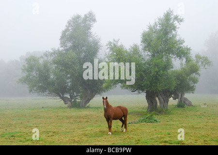 Pferd in einem nebligen Feld, Burgund, Frankreich Stockfoto