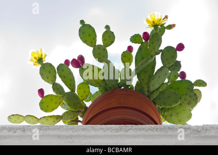 Des Teufels Zunge (Opuntia Humifusa) in voller Blüte und Früchte. Kaktus (Opuntia Humifusa) En Fleurs et de Früchte. Stockfoto