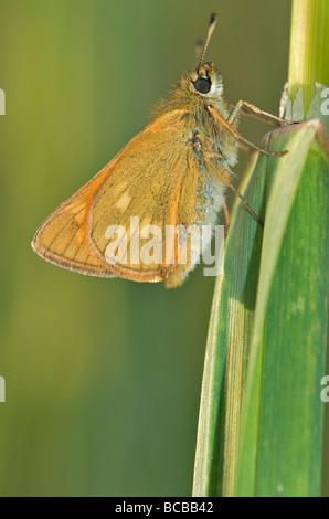 Großen Skipper Schmetterling in der Sonne am Abend Stockfoto