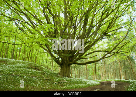 Alten gemeinsamen Fagus Sylvatica Buche kommen in Blatt über einen Teppich aus wilden Knoblauch oder Bärlauch Allium ursinum Stockfoto