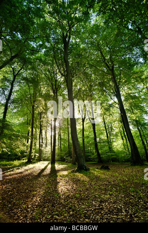 Morgendämmerung in einem Cotswold Buche Wald Stockfoto