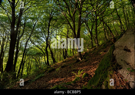 Buche Wälder im Wye valley Stockfoto