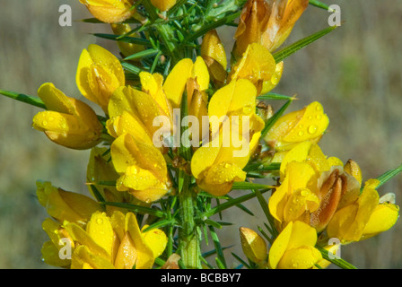 Gemeinsamen Ginster Ginster Stechginster Fabaceae "Ulex Europeaus" Stockfoto