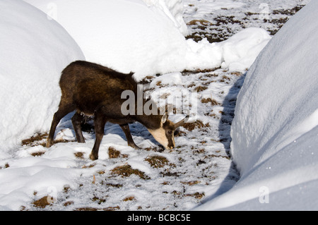 Gämse Rupicapra Rupicapra Camoscio Inverrno Neve Winter Schnee Torbiera Torfmoor Torfmoos Parco Nazionale Gran Paradiso Valle d Stockfoto