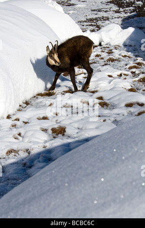 Gämse Rupicapra Rupicapra Camoscio Inverrno Neve Winter Schnee Torbiera Torfmoor Torfmoos Parco Nazionale Gran Paradiso Valle d Stockfoto