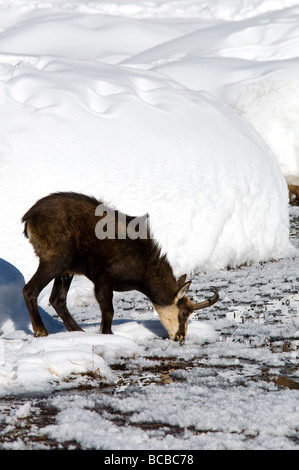 Gämse Rupicapra Rupicapra Camoscio Inverrno Neve Winter Schnee Torbiera Torfmoor Torfmoos Parco Nazionale Gran Paradiso Valle d Stockfoto