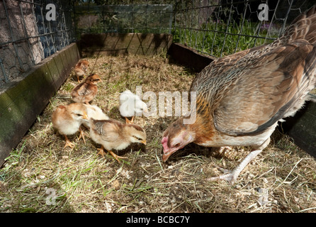 Alte englische bantam Henne und Küken im Nistkasten Stockfoto