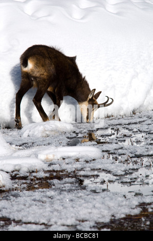 Gämse Rupicapra Rupicapra Camoscio Inverrno Neve Winter Schnee Torbiera Torfmoor Torfmoos Parco Nazionale Gran Paradiso Valle d Stockfoto