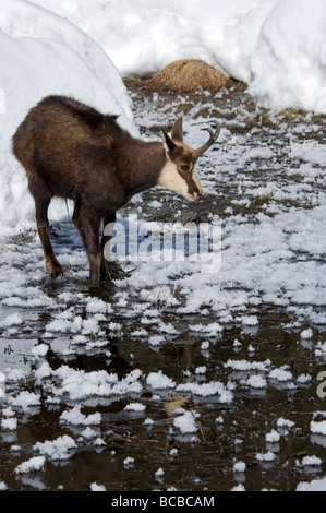 Gämse Rupicapra Rupicapra Camoscio Inverrno Neve Winter Schnee Torbiera Torfmoor Torfmoos Parco Nazionale Gran Paradiso Valle d Stockfoto