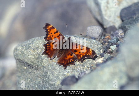 Ein grau Komma (Polygonia Progne) Schmetterling auf einer eiszeitlichen Morraine. Stockfoto