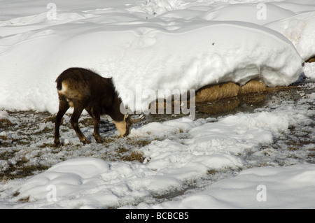 Gämse Rupicapra Rupicapra Camoscio Inverrno Neve Winter Schnee Torbiera Torfmoor Torfmoos Parco Nazionale Gran Paradiso Valle d Stockfoto