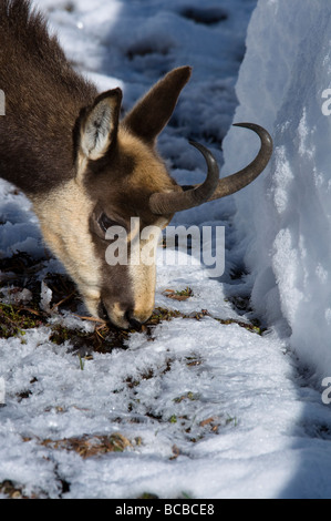 Gämse Rupicapra Rupicapra Camoscio Inverrno Neve Winter Schnee Torbiera Torfmoor Torfmoos Parco Nazionale Gran Paradiso Stockfoto