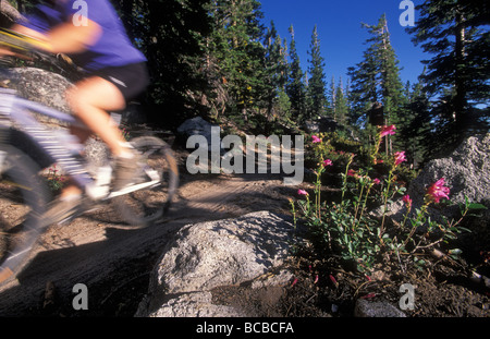 Eine Frau Mountainbiken auf dem Flume Trail in Bewegung. Stockfoto