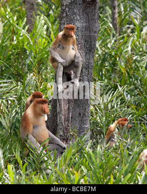 Die Familie der Proboscis-Affen (nasalis larvatus) sitzt dicht bei einem Baum im Dschungel. Gefährdete Arten in Kinabatang, Borneo, Sabah, Malaysia. Stockfoto