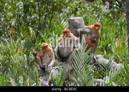 In einem Baumstamm sitzende Familie der Proboscis-Affen (nasalis larvatus). Gefährdete Arten in Kinabatang, Borneo, Sabah, Malaysia Stockfoto