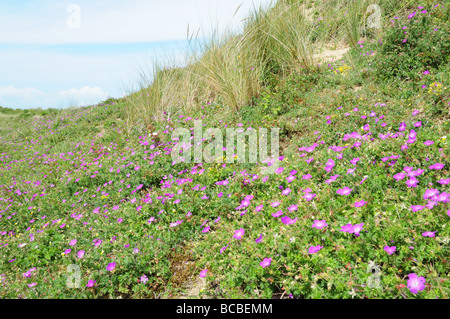 Blutige Krane Rechnungen Gerenium Sanguineum Whiteford Burrows Gower Halbinsel Glamorgan Wales Cymru UK Stockfoto