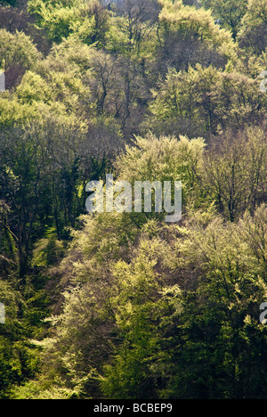 Beech woodland coming into leaf in spring, Cotswold Commons and Beechwoods National Nature Reserve UK Stockfoto