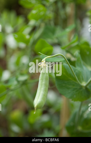 Eine einzelne Erbse (Pisum Sativum) auf einer Erbse-Ebene in einem englischen Garten, UK Stockfoto