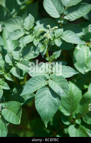 Blätter der eine Kartoffelpflanze gesehen in voller Sonne, UK. Stockfoto