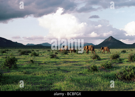 1 der Serie in verschiedenen Jahreszeiten üppig grünen Ebenen Elefant und Mount Ololokwe Samburu National Reserve Kenia in Ostafrika Stockfoto