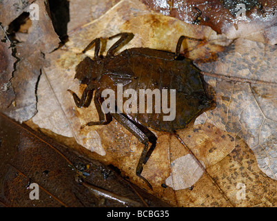 Larvale Form der Drachenjäger Libelle, Hagenius Brevistylus. Stockfoto