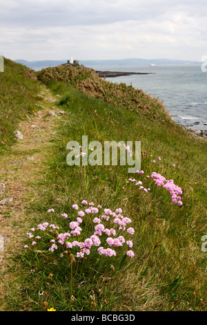 Sparsamkeit, Armeria Maritima, murmelt Kopf im Hintergrund, Bracelet-Bucht, in der Nähe von South Wales Swansea, West Glamorgan, U.K Stockfoto