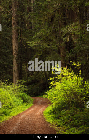 Cal Barrel Straße windet sich drei Meilen durch Altwachstum Redwood-Wald im Redwood National Park. Stockfoto