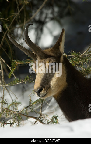 Gämse Rupicapra Rupicapra Camoscio Inverrno Neve Winter Schnee primo Piano Parco Nazionale Gran Paradiso Valle d Aosta Italia es Stockfoto