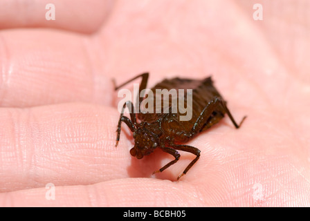 Larvale Form der Drachenjäger Libelle, Hagenius Brevistylus. Stockfoto