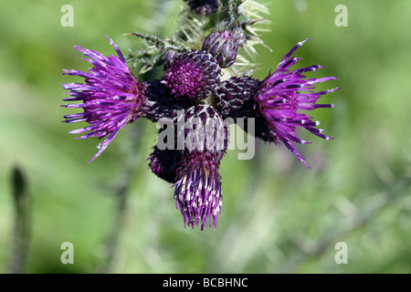 Marsh Distel Cirsium Palustre Familie Asteraceae Blume in Nahaufnahme Canon 100 mm Makro Stockfoto