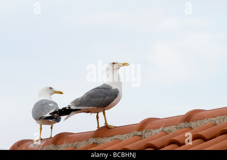 zwei Möwen auf dem Dach Stockfoto