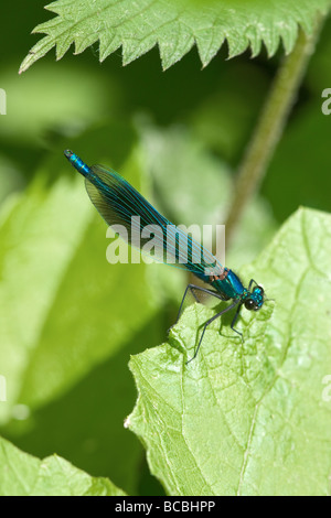 Demoiselle Agrion Splendens Männchen ruht auf einem Nesselblatt gebändert Stockfoto