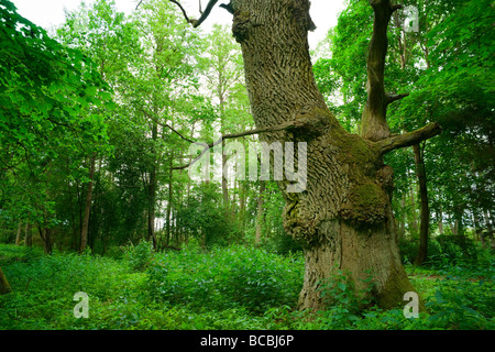 Im Alter von Eiche Stamm im Wald Masuren Polen aRGB Stockfoto