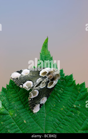 Peach Blossom Thyatira Batis Motte auf Blatt Stockfoto