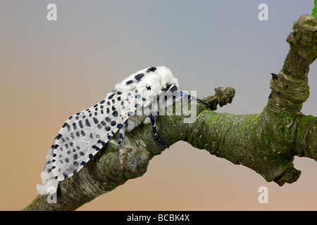 Leopard Moth Zeuzera Pyrina auf Apple-Zweig Stockfoto
