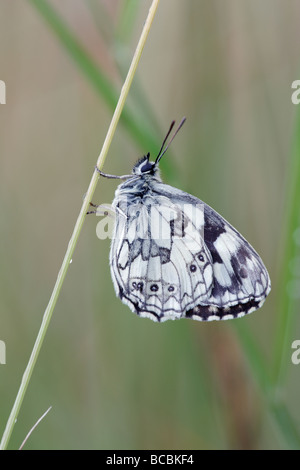 Marmoriert weiß Melanargia Galathea ruht auf dem Rasen Stockfoto