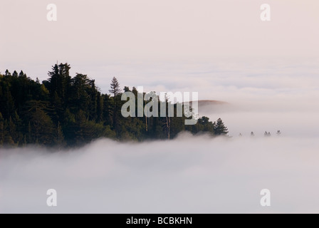 Pacific Coast Nebel hüllt die Redwood und Eiche Wälder. Stockfoto