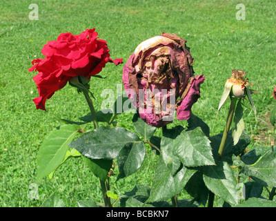 neue und sterbenden rote Rose im Garten Stockfoto